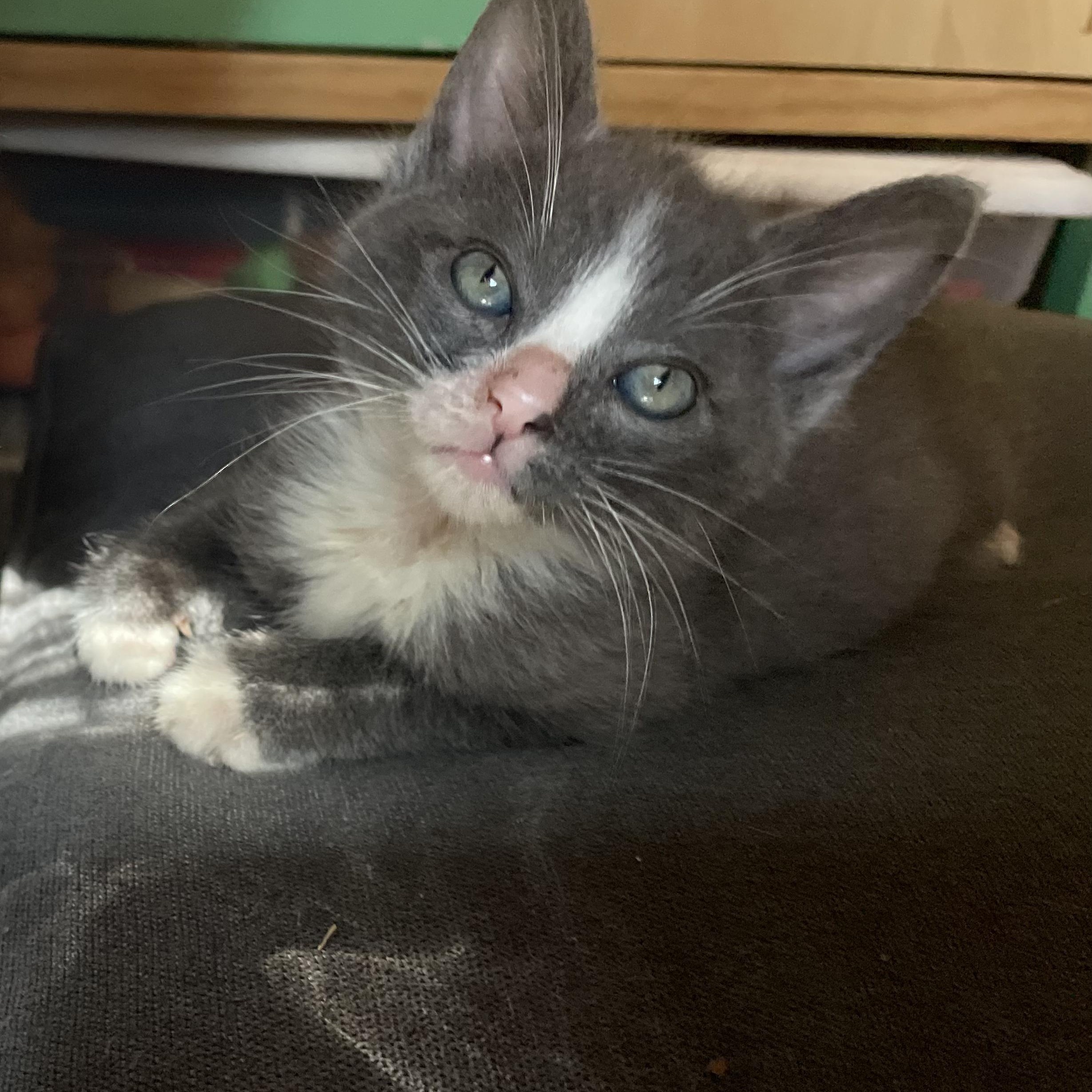 Lorien, an adopted mixed breed in Moriches, NY image 1/2