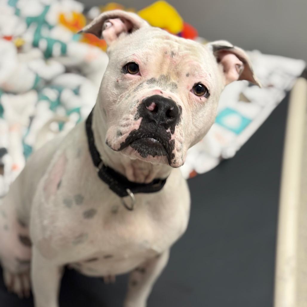 Dolores, Adoptable, Adult Female Mixed Breed.