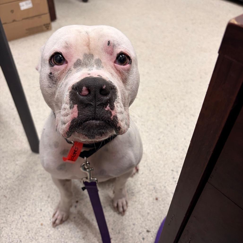 Enlarge Dolores, a Adoptable Mixed Breed in Jacksonville, FL image 1/3