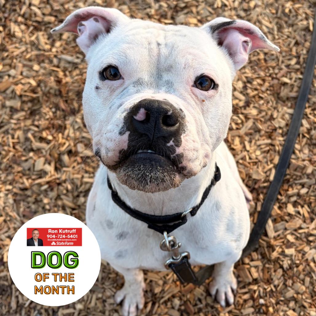 Dolores, Adoptable, Adult Female Mixed Breed.