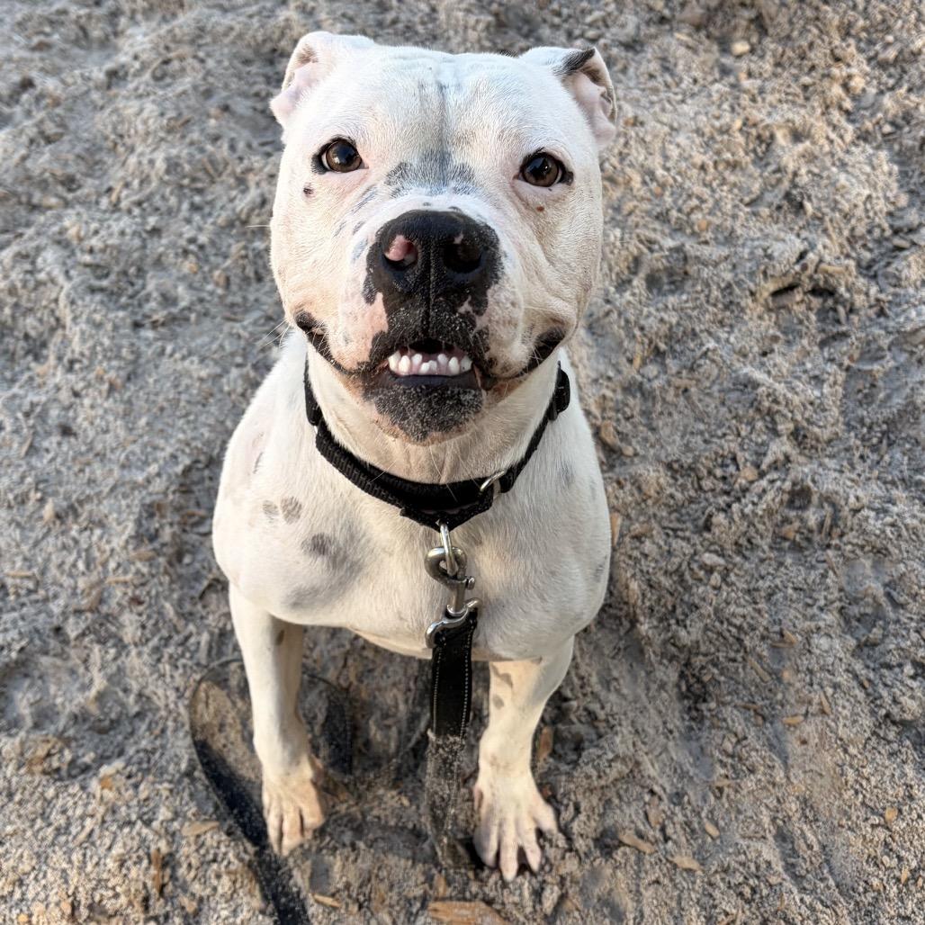 Enlarge Dolores, a Adoptable Mixed Breed in Jacksonville, FL image 2/2