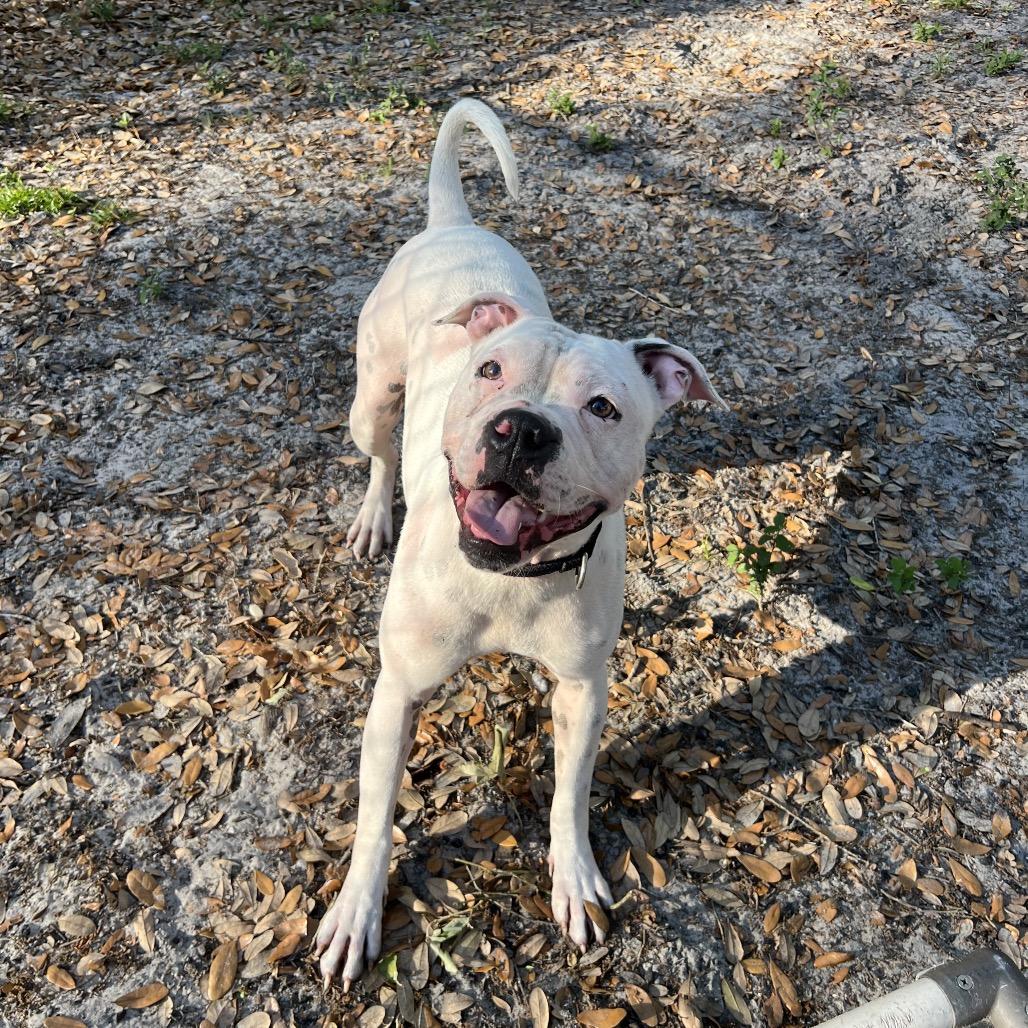 Enlarge Dolores, a Adoptable Mixed Breed in Jacksonville, FL image 5/6