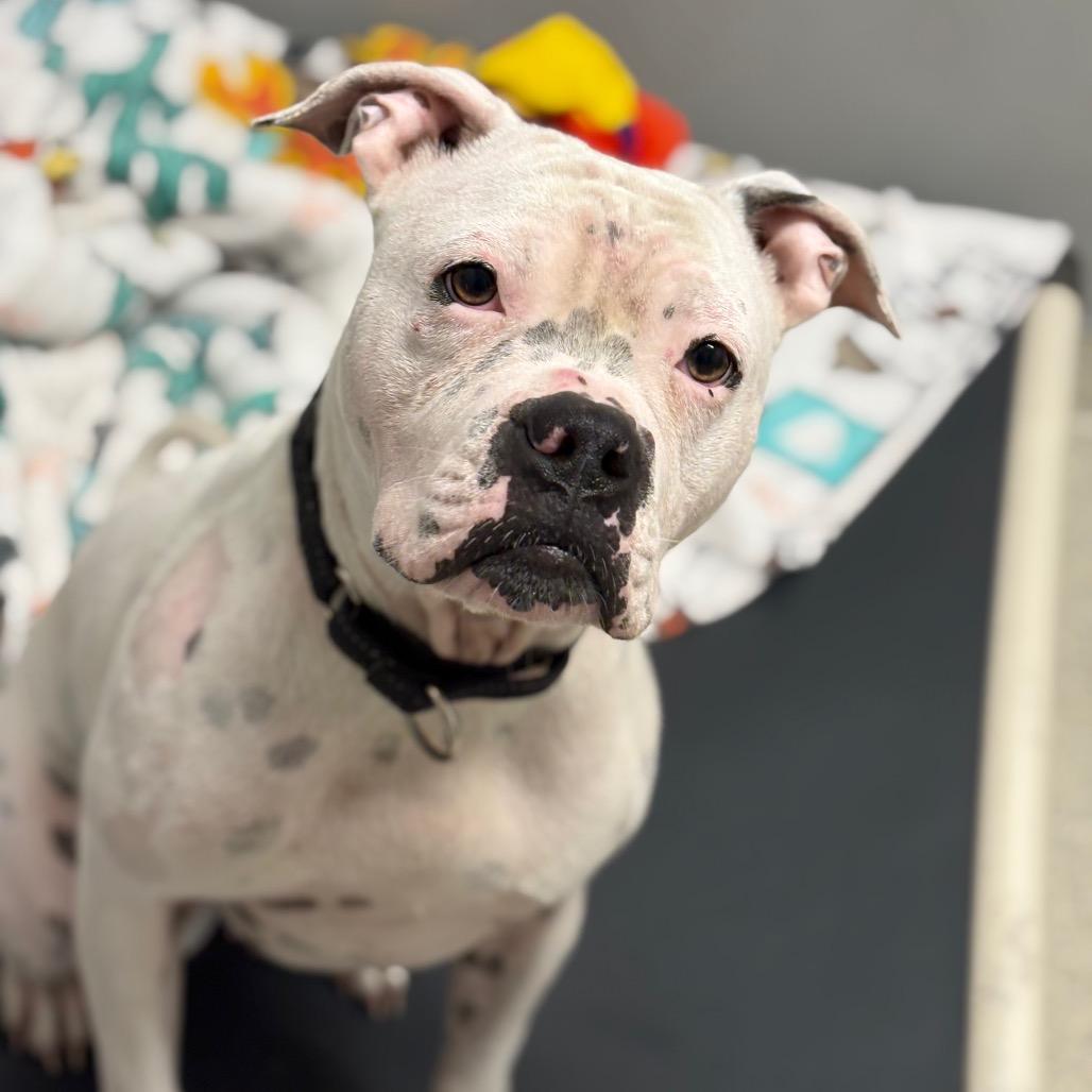 Enlarge Dolores, a Adoptable Mixed Breed in Jacksonville, FL image 6/6