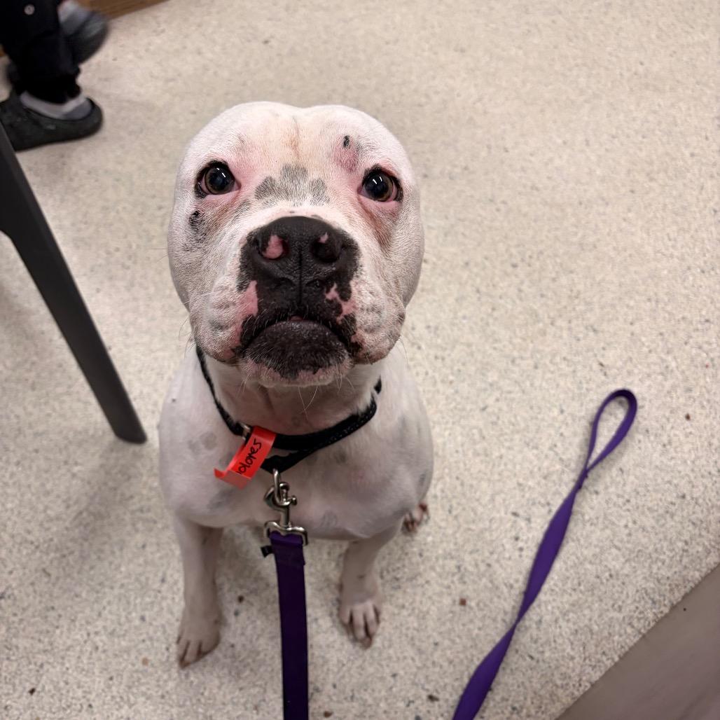 Enlarge Dolores, a Adoptable Mixed Breed in Jacksonville, FL image 2/3