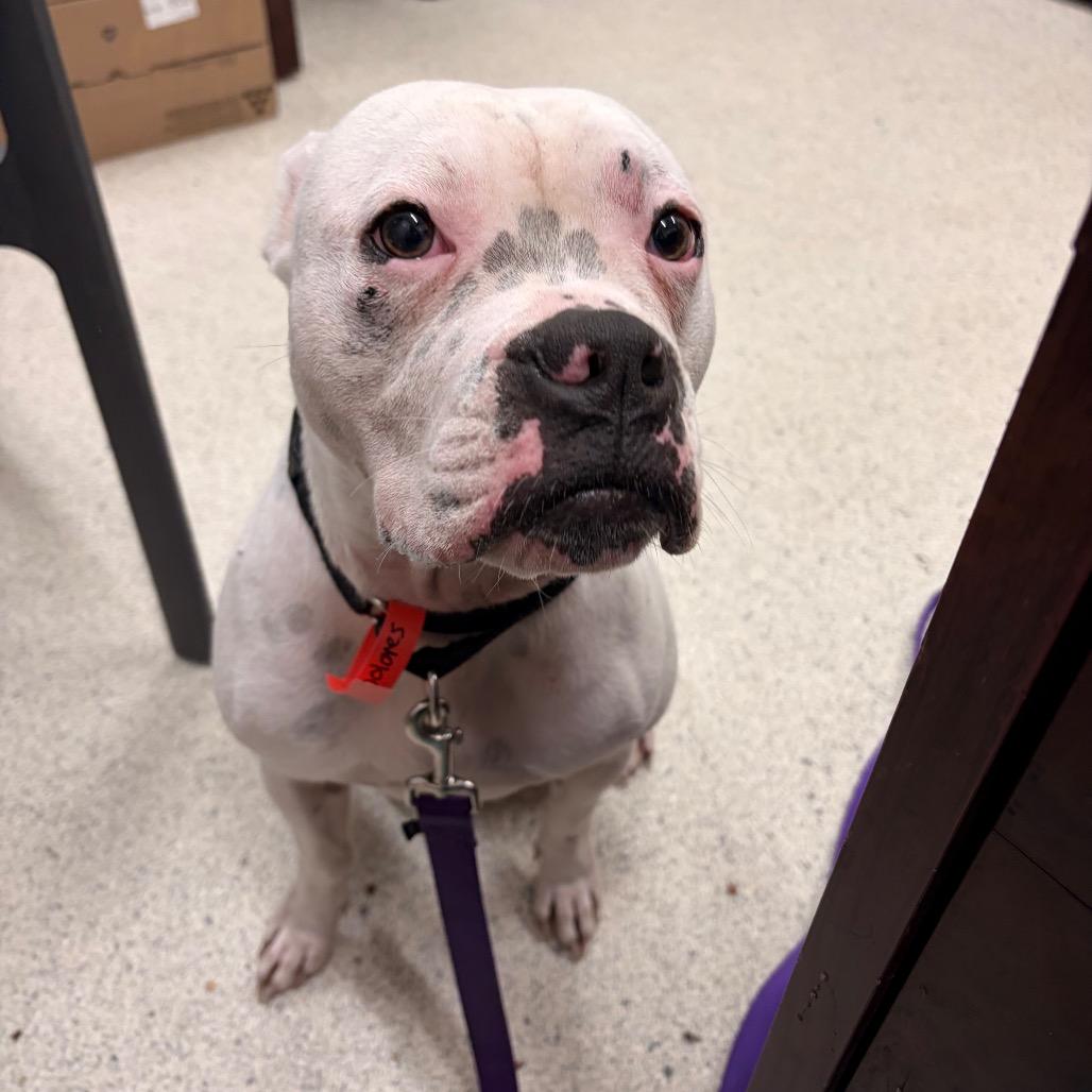 Enlarge Dolores, a Adoptable Mixed Breed in Jacksonville, FL image 3/3