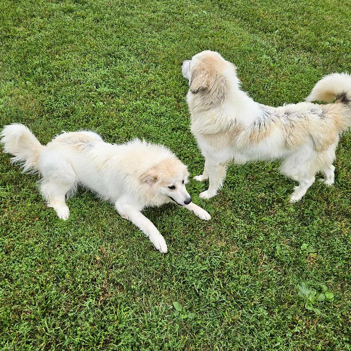 Bella #7471 GP, a Adoptable Great Pyrenees in Louisville, KY image 1/6