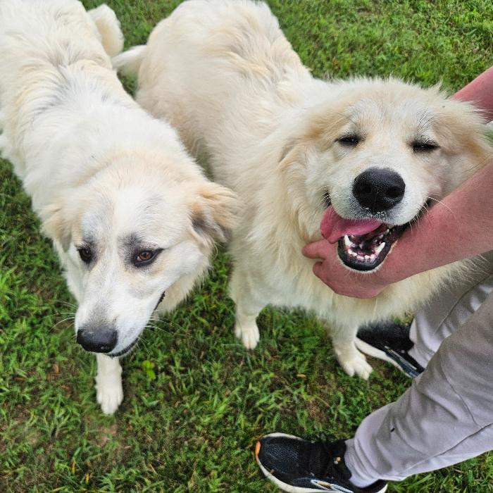 Bella #7471 GP, Adoptable, Puppy Female Great Pyrenees.