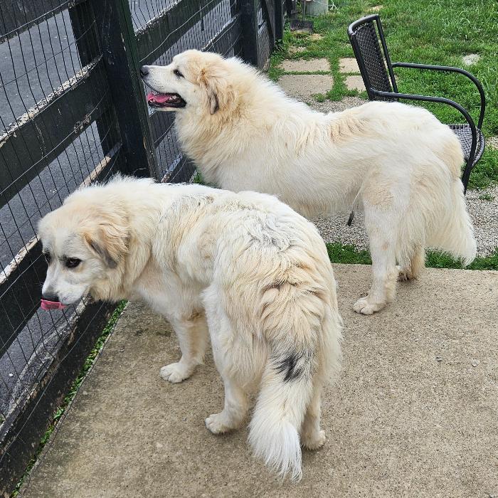 Bella #7471 GP, a Adoptable Great Pyrenees in Louisville, KY image 2/6