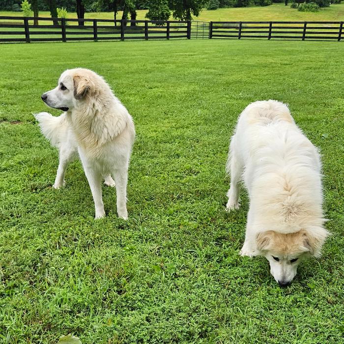 Bella #7471 GP, a Adoptable Great Pyrenees in Louisville, KY image 2/6