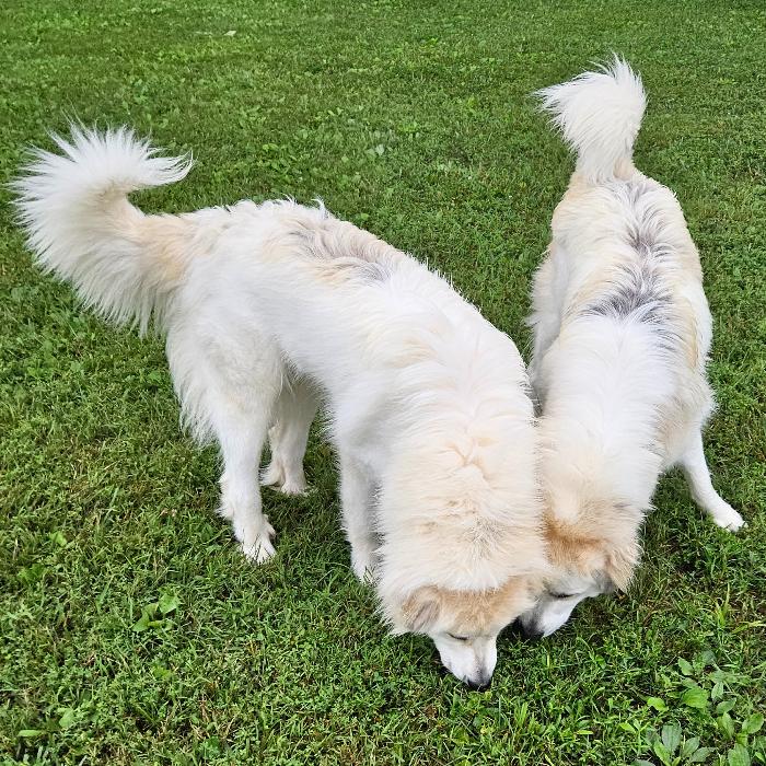 Bella #7471 GP, a Adoptable Great Pyrenees in Louisville, KY image 3/6
