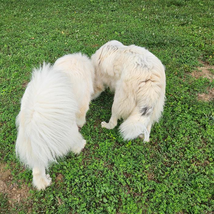 Bella #7471 GP, a Adoptable Great Pyrenees in Louisville, KY image 4/6