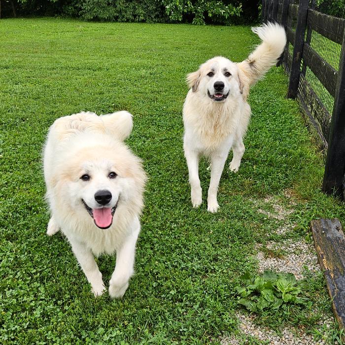 Bella #7471 GP, a Adoptable Great Pyrenees in Louisville, KY image 4/6