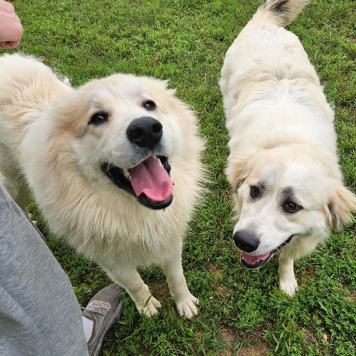 Bella #7471 GP, a Adoptable Great Pyrenees in Louisville, KY image 6/6