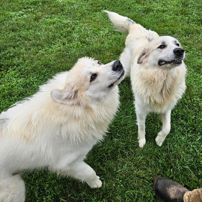 Bella #7471 GP, a Adoptable Great Pyrenees in Louisville, KY image 5/6
