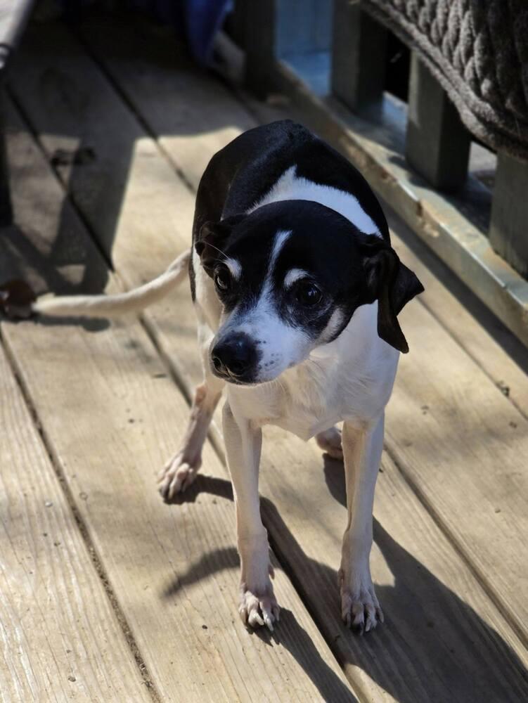 Enlarge Oscar, a Adoptable mixed breed in Chattanooga, TN image 1/2