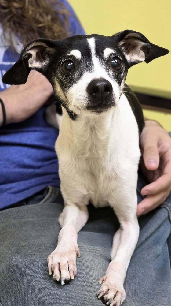 Enlarge Oscar, a Adoptable mixed breed in Chattanooga, TN image 2/2