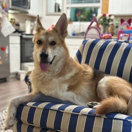 Skyla Mae, Adoptable, Senior Female German Shepherd Dog.