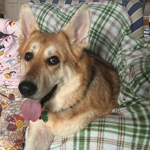 Enlarge Skyla Mae, a Adoptable German Shepherd Dog in Mobile, AL image 2/3