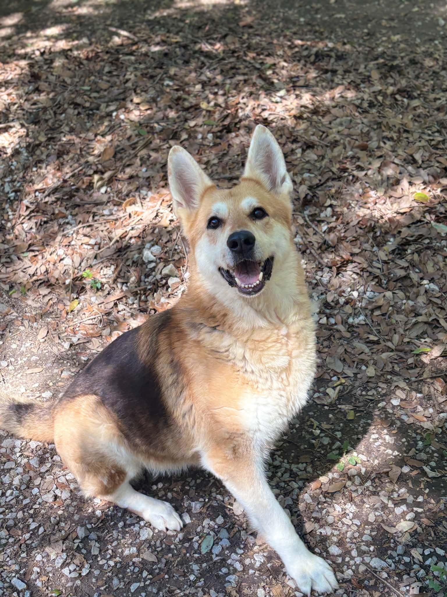 Skyla Mae, a Adoptable German Shepherd Dog in Mobile, AL image 2/3