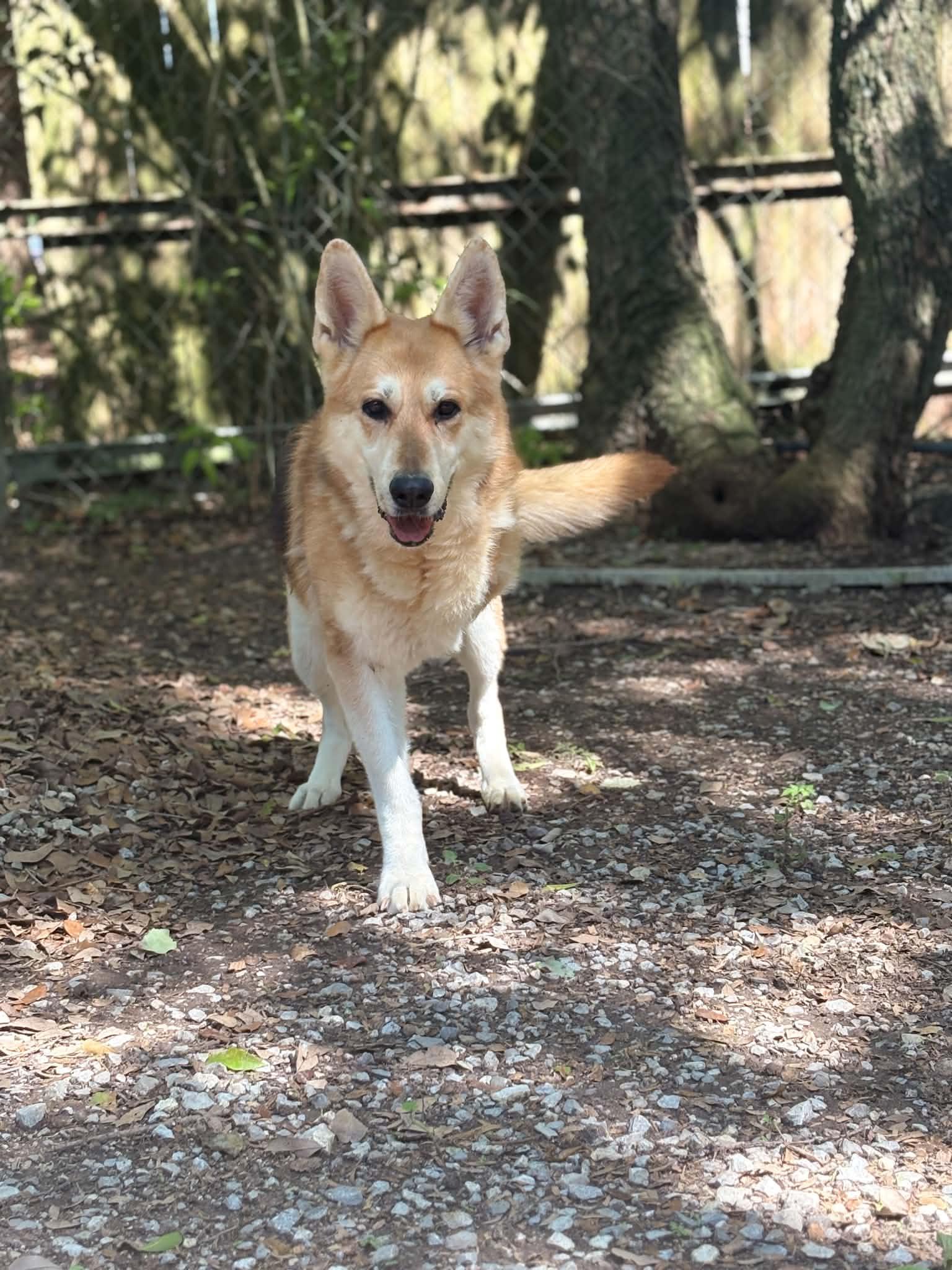Skyla Mae, a Adoptable German Shepherd Dog in Mobile, AL image 1/3