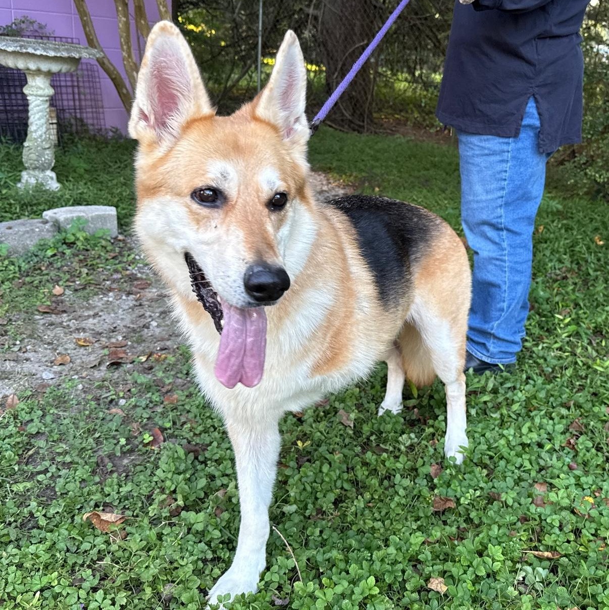 Enlarge Skyla Mae, a Adoptable German Shepherd Dog in Mobile, AL image 3/3