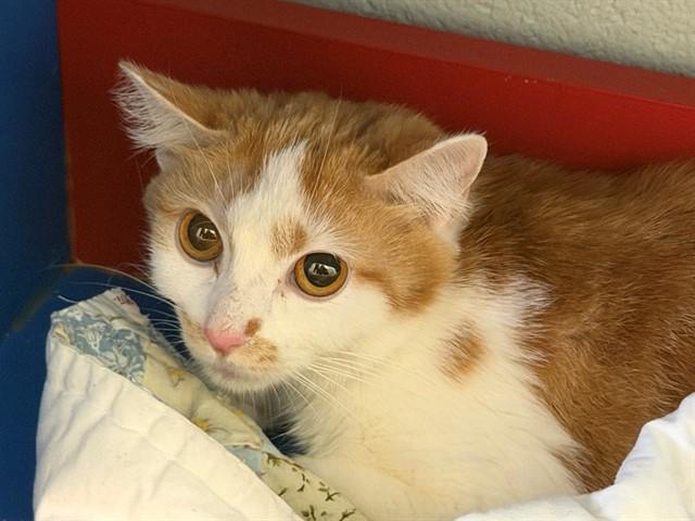 SPARKLE, Adoptable, Young Female Domestic Short Hair.