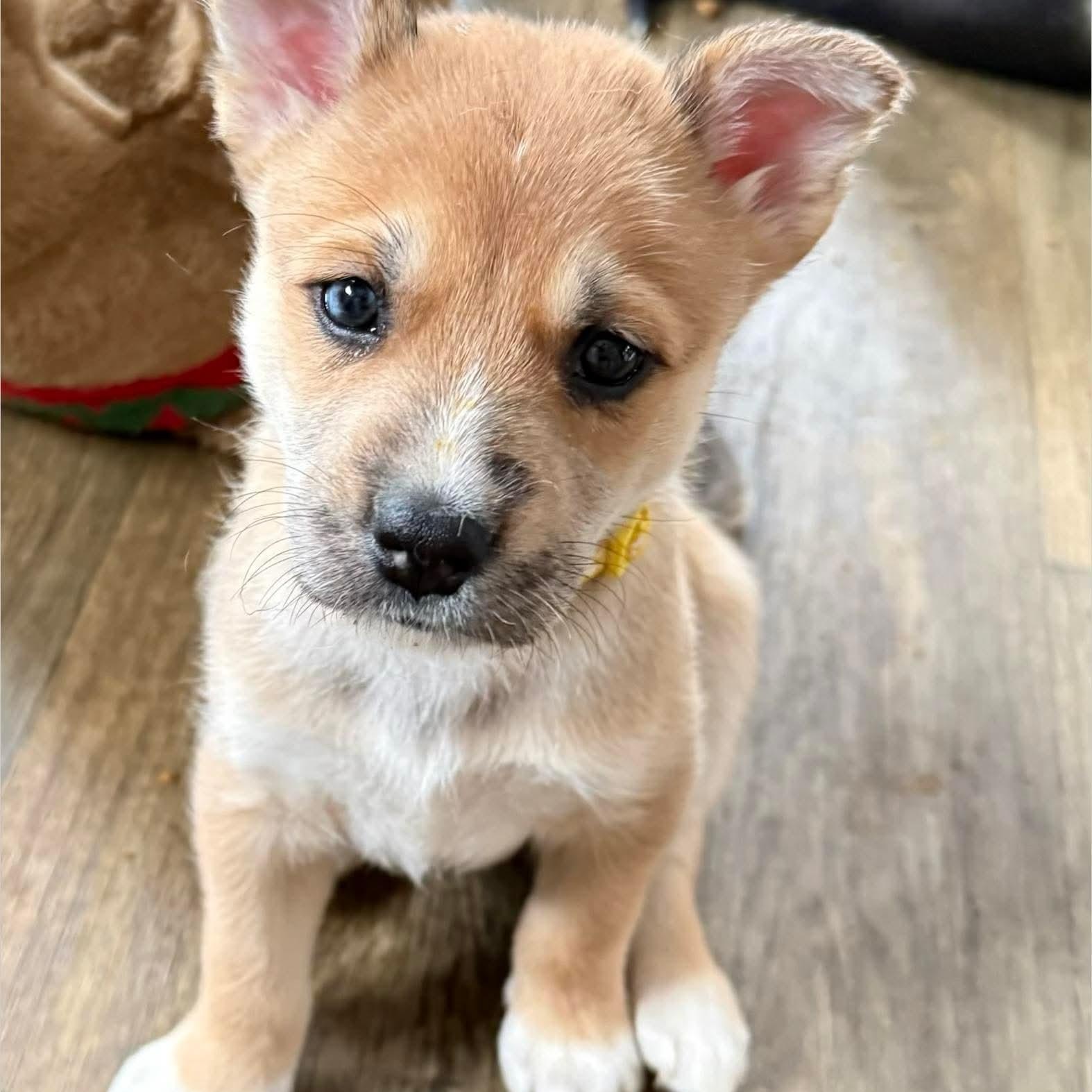 Enlarge Amber, a ADOPTABLE mixed breed in Springville, NY image 1/6