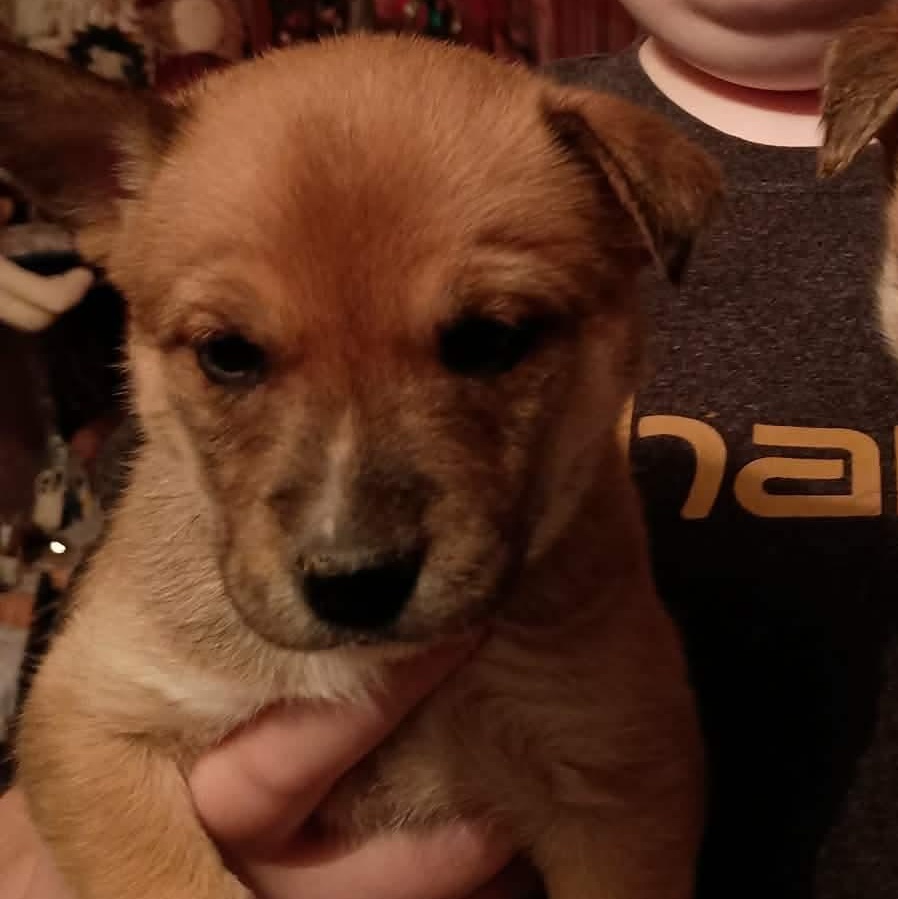 Enlarge Amber, a ADOPTABLE mixed breed in Springville, NY image 6/6