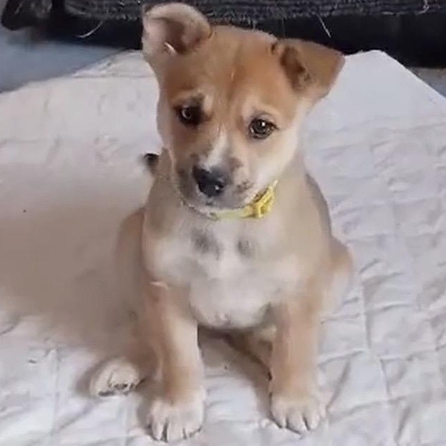 Enlarge Amber, a ADOPTABLE mixed breed in Springville, NY image 3/6