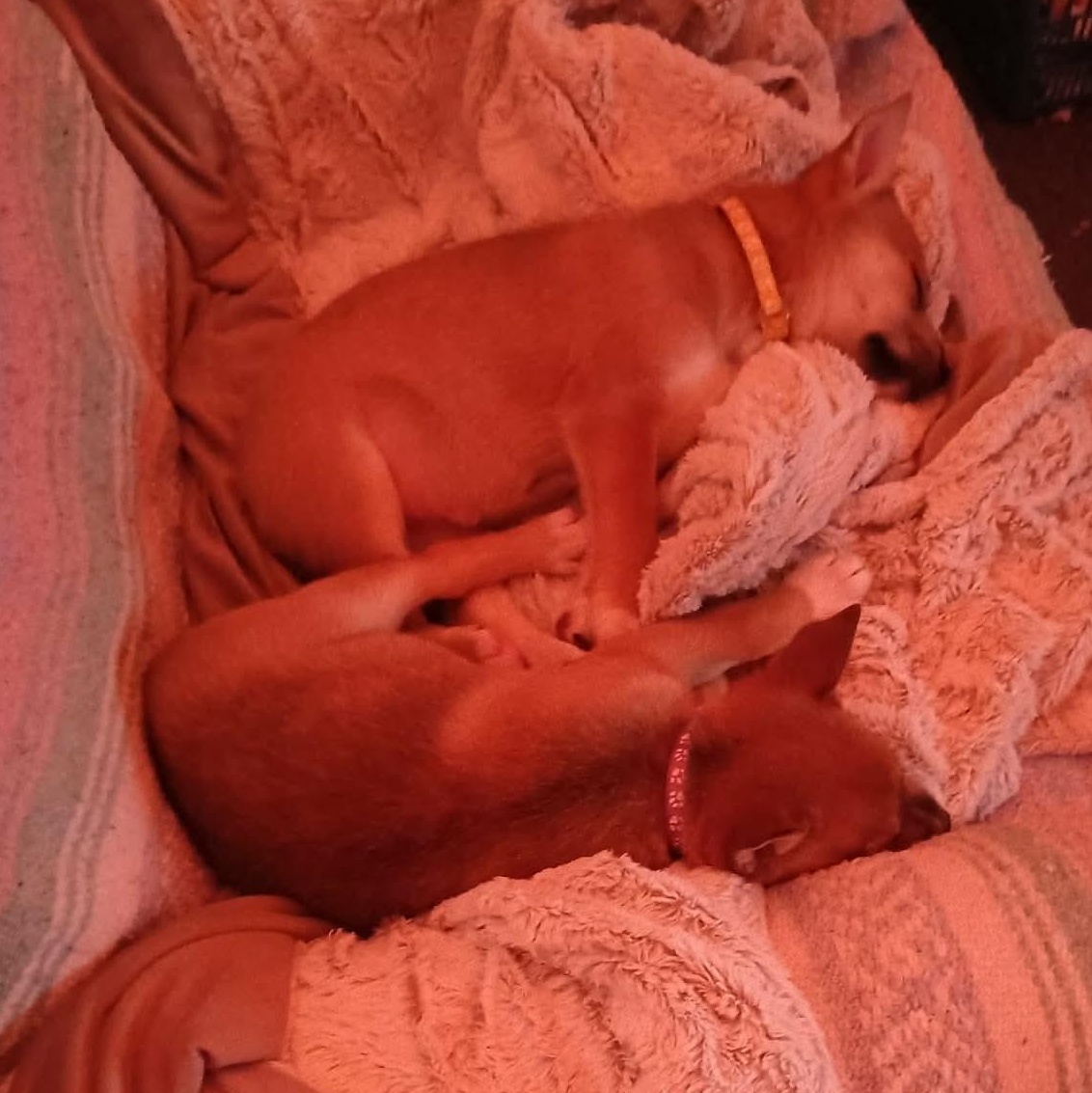 Enlarge Amber, a ADOPTABLE mixed breed in Springville, NY image 5/6