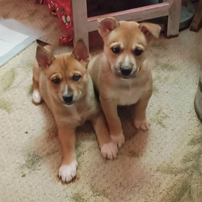 Enlarge Amber, a ADOPTABLE mixed breed in Springville, NY image 4/6