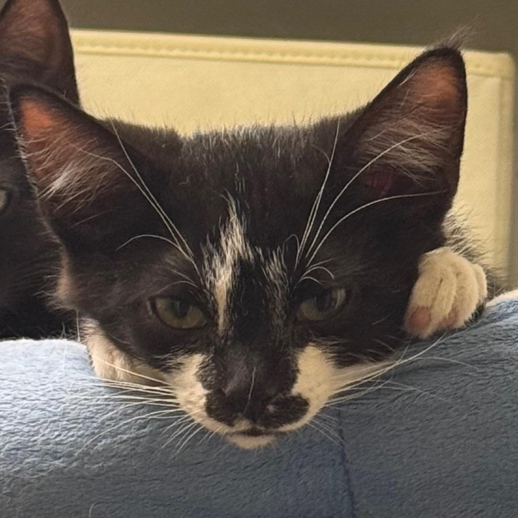 Purrsche, a Adoptable Domestic Short Hair in Columbia Station, OH image 1/6