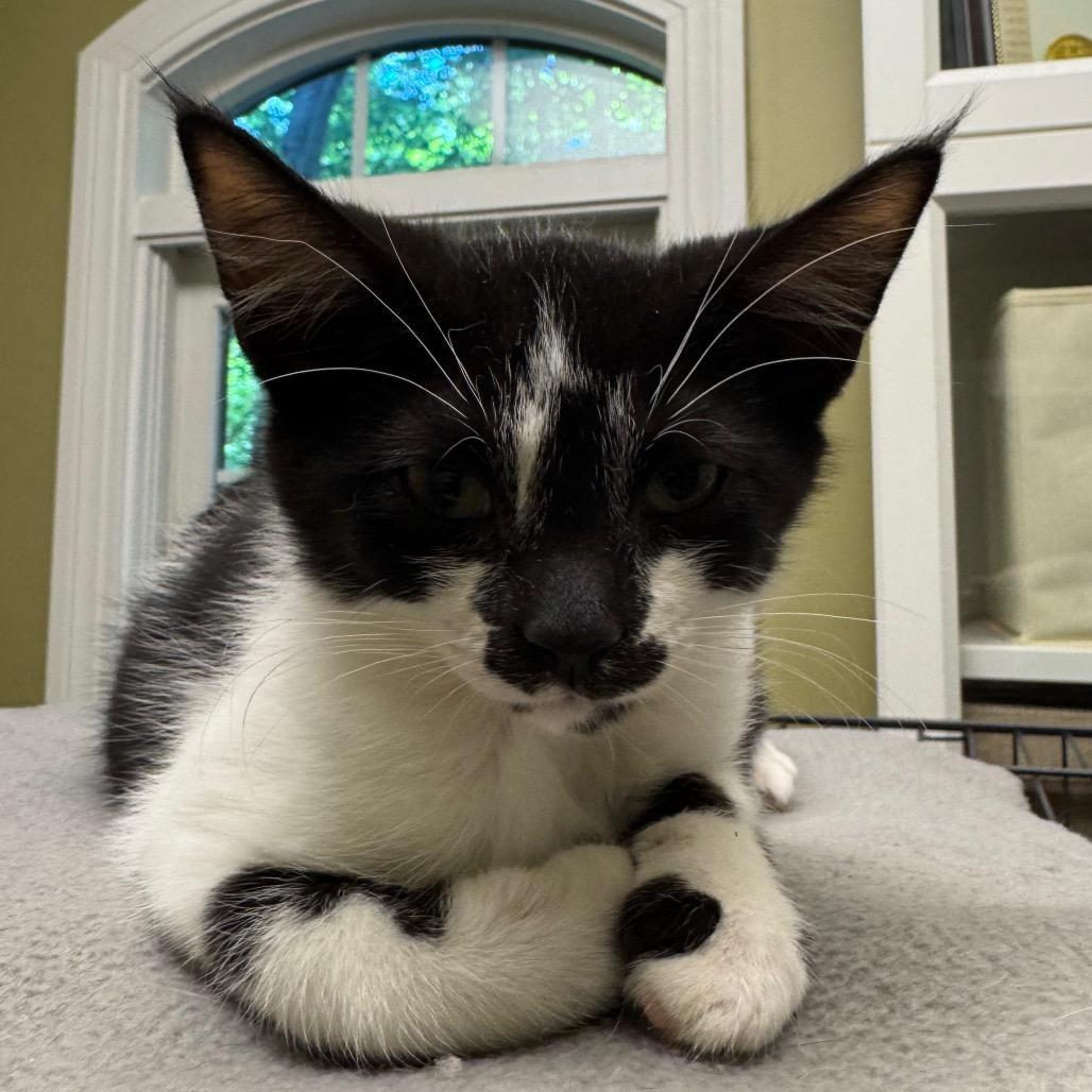 Purrsche, a Adoptable Domestic Short Hair in Columbia Station, OH image 3/6