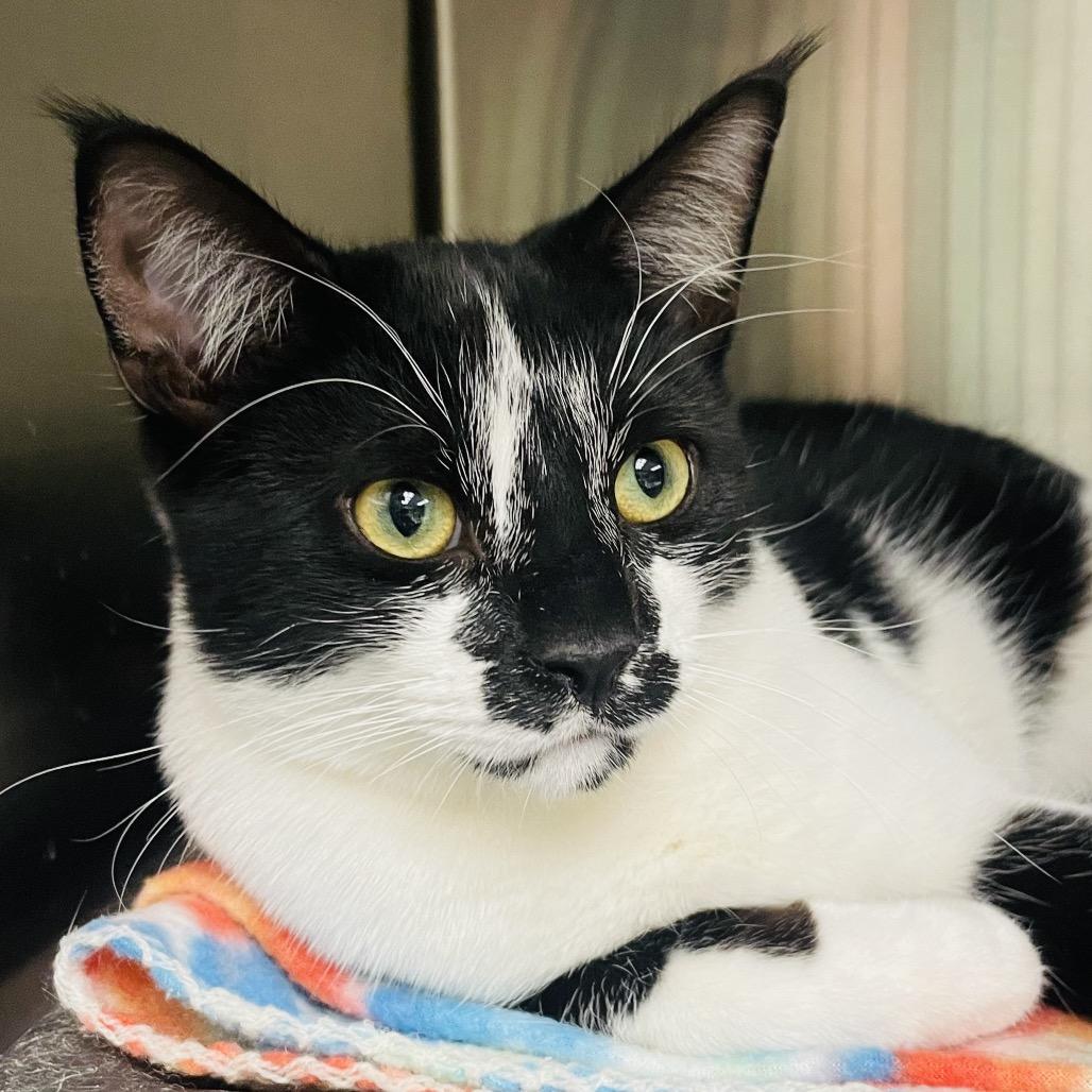 Purrsche, a Adoptable Domestic Short Hair in Columbia Station, OH image 4/6