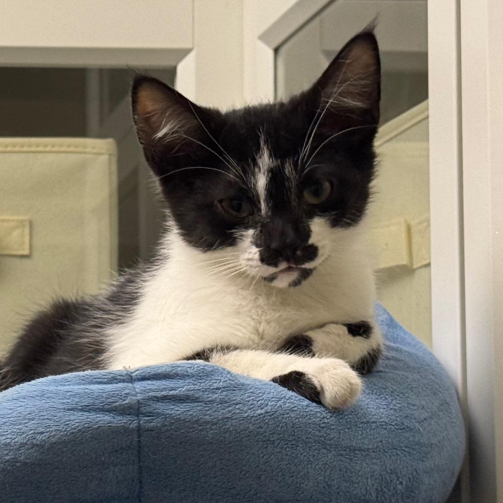 Purrsche, a Adoptable Domestic Short Hair in Columbia Station, OH image 5/6