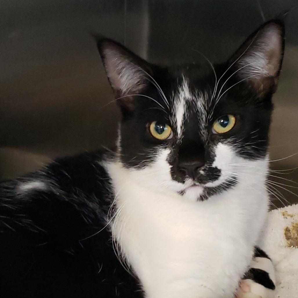 Purrsche, a Adoptable Domestic Short Hair in Columbia Station, OH image 6/6