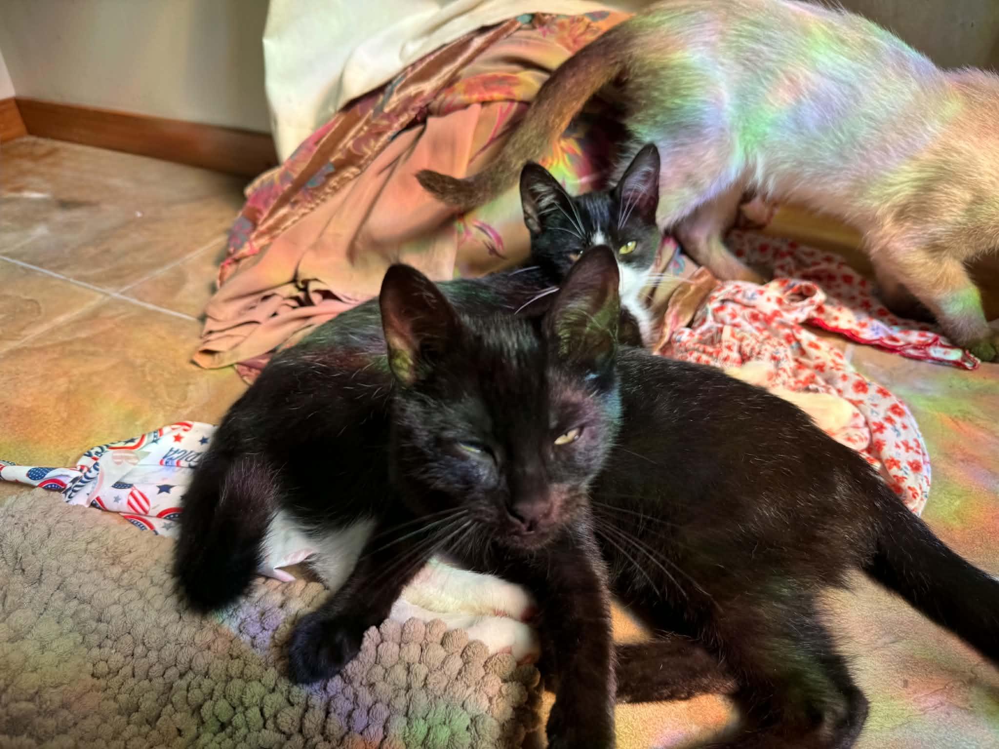 Enlarge Harry, George, Tom, a ADOPTABLE mixed breed in Hoopa, CA image 4/4