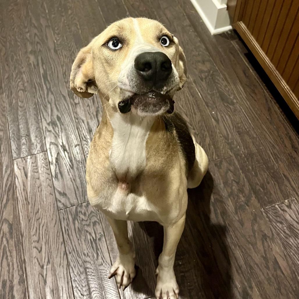 Bluey, a Adoptable Mixed Breed in Opelika, AL image 1/4