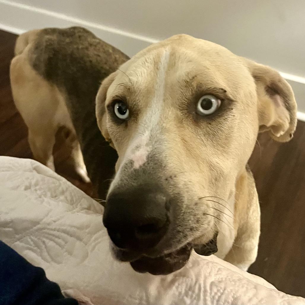 Bluey, a Adoptable Mixed Breed in Opelika, AL image 2/4