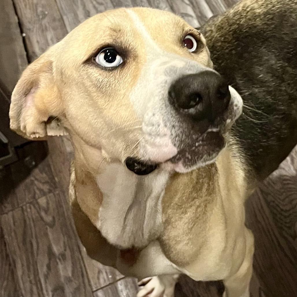 Bluey, a Adoptable Mixed Breed in Opelika, AL image 3/4