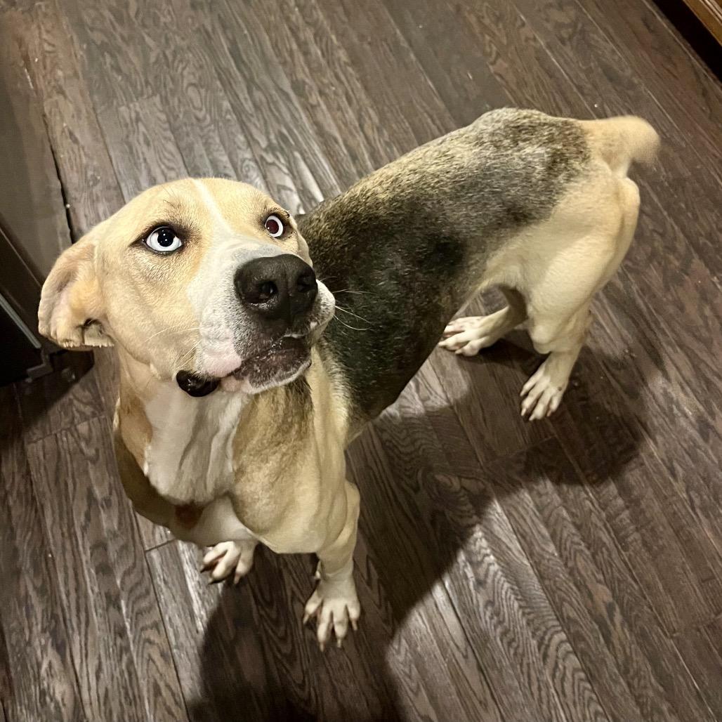 Bluey, a Adoptable Mixed Breed in Opelika, AL image 4/4