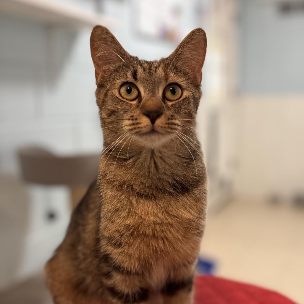 Enlarge Tavi, a Adoptable Domestic Short Hair in Simpsonville, SC image 1/6