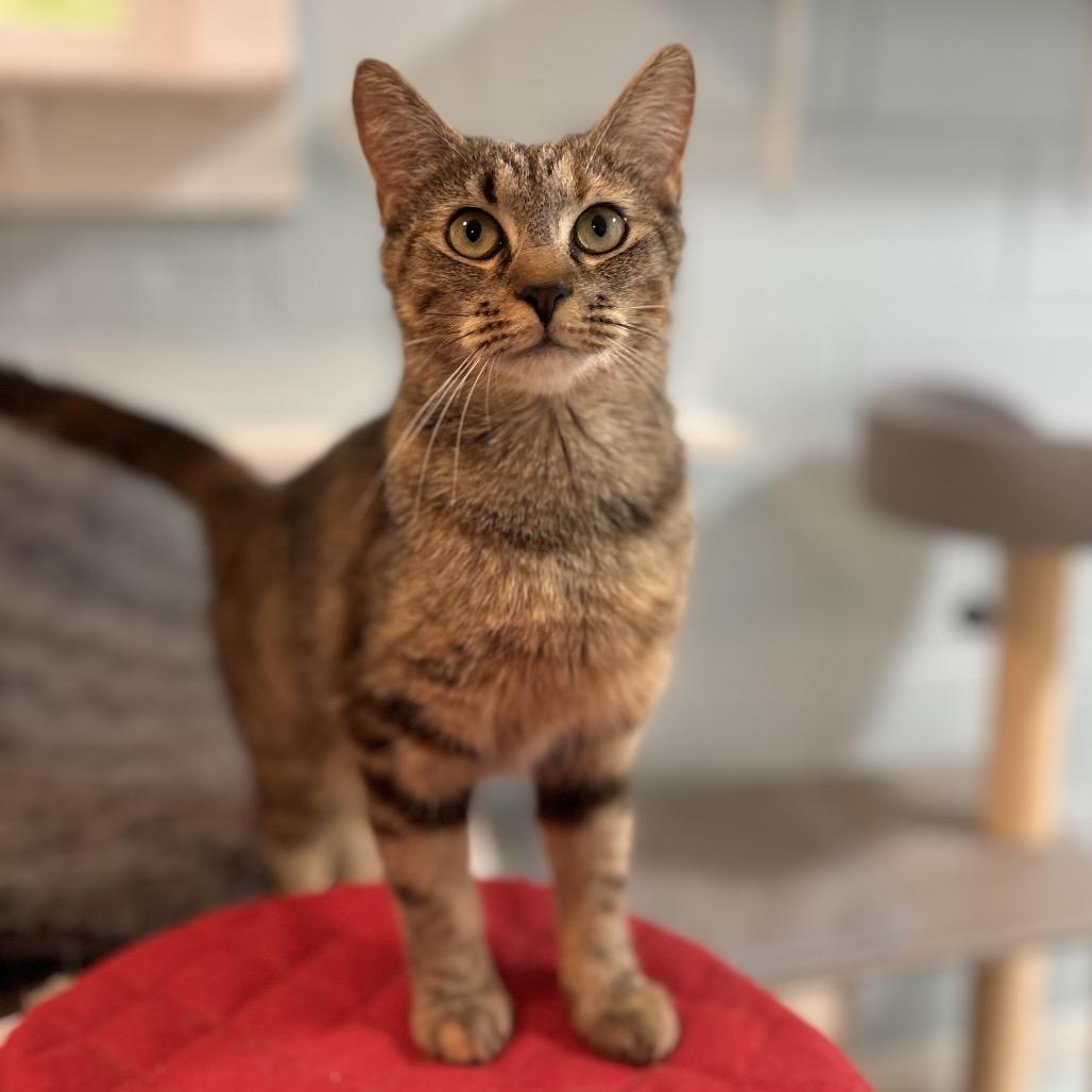 Enlarge Tavi, a Adoptable Domestic Short Hair in Simpsonville, SC image 2/6