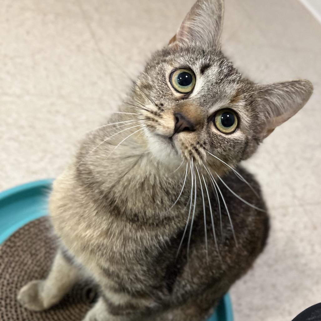 Enlarge Tavi, a Adoptable Domestic Short Hair in Simpsonville, SC image 3/6