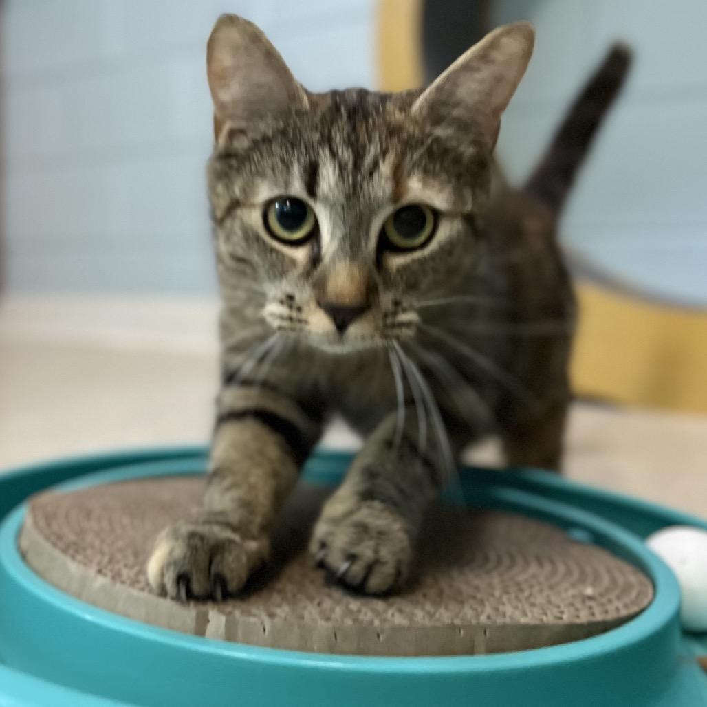 Enlarge Tavi, a Adoptable Domestic Short Hair in Simpsonville, SC image 4/6