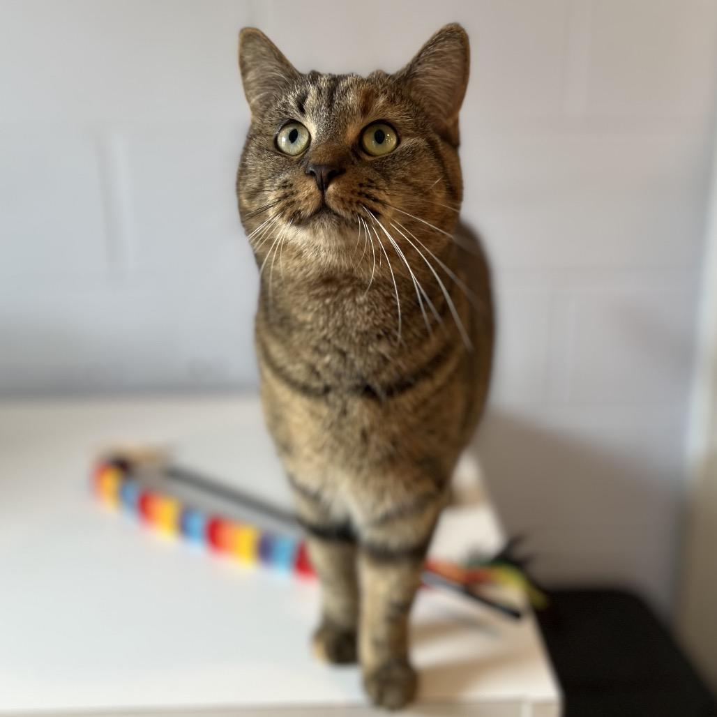 Enlarge Tavi, a Adoptable Domestic Short Hair in Simpsonville, SC image 5/6