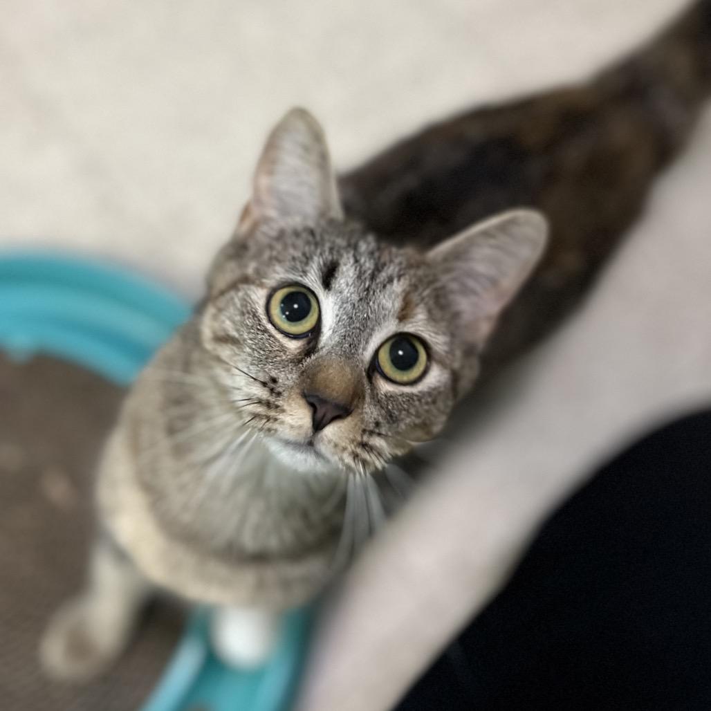 Enlarge Tavi, a Adoptable Domestic Short Hair in Simpsonville, SC image 6/6