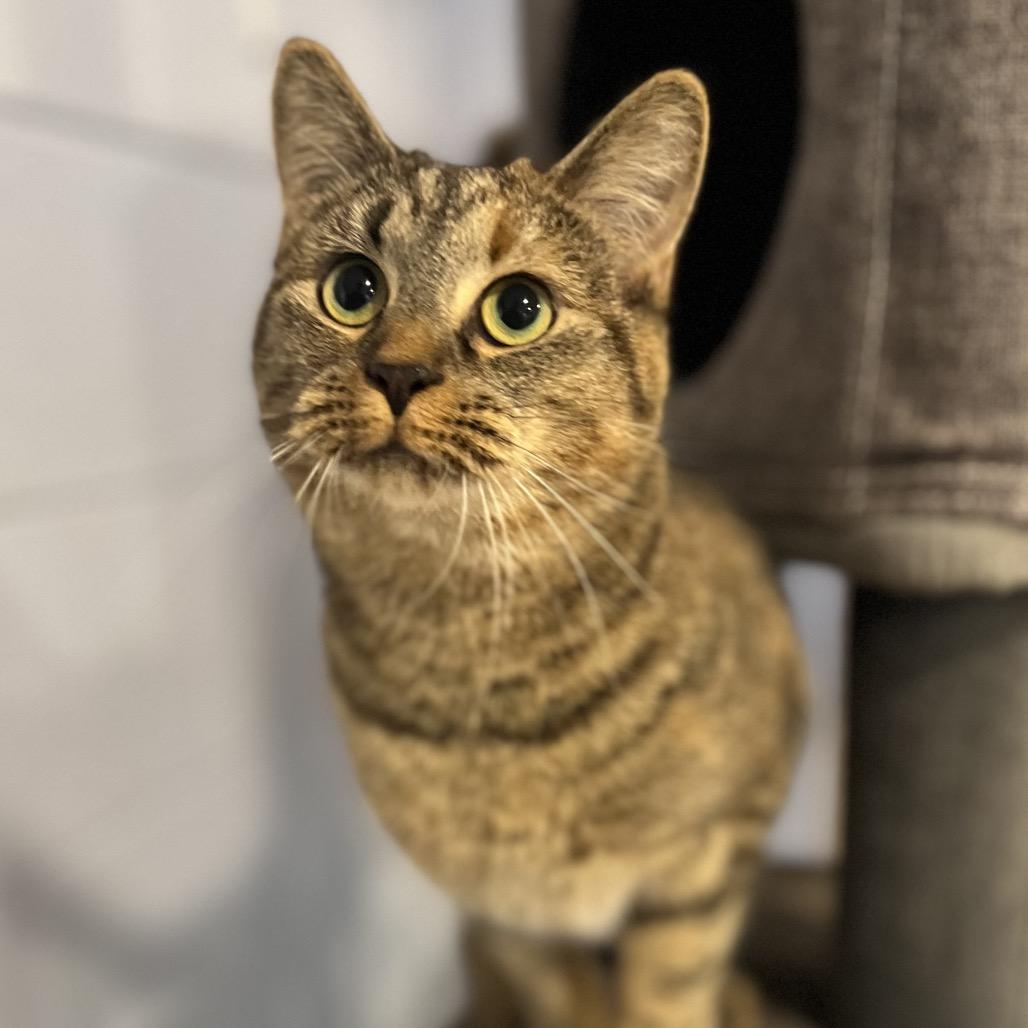 Enlarge Tavi, a Adoptable Domestic Short Hair in Simpsonville, SC image 6/6