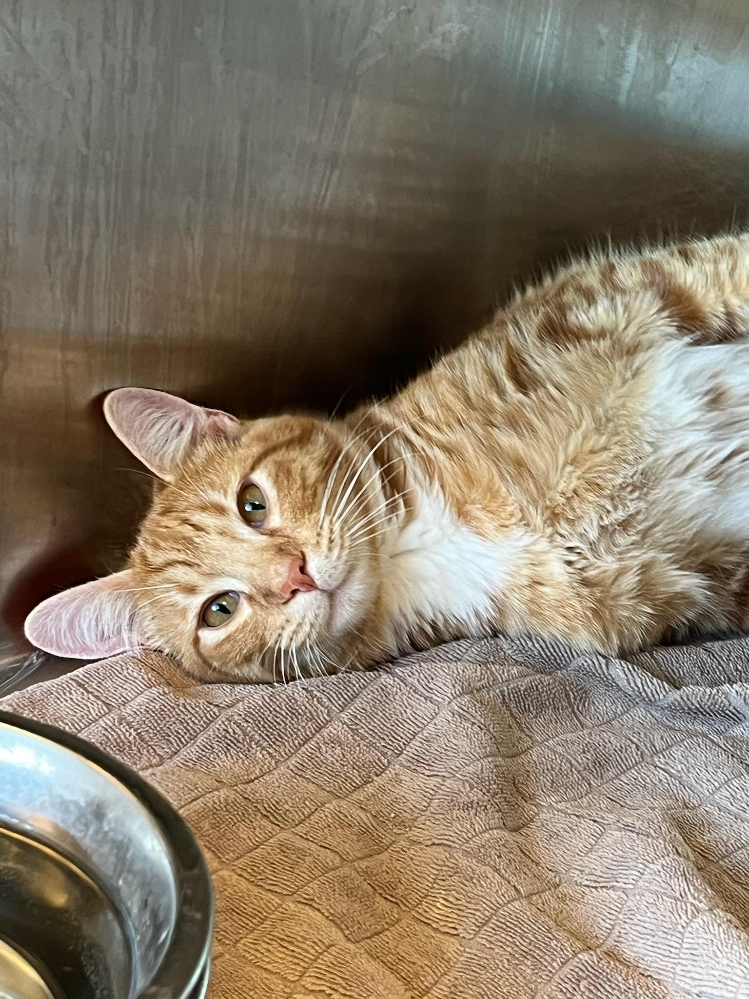 Pip, ADOPTABLE, Young Male Domestic Short Hair.