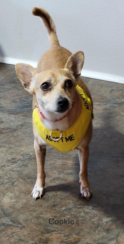 Enlarge Cookie, a Adoptable mixed breed in Fort Lupton, CO image 1/1